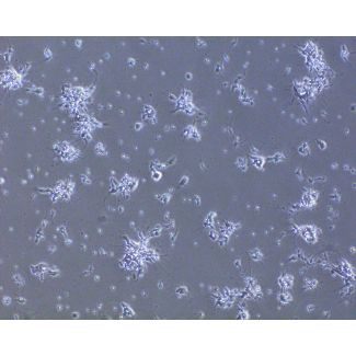 Rat Neurons-hindbrain (RN-hb)-Phase Contrast, 100X