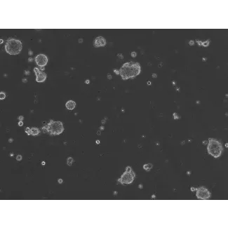 Ready-to-use Airway Spheroids at 24 hour post thawing
