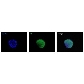 Human Bronchial Fibroblast Spheroids express the fibroblast marker fibronectin (FN). 