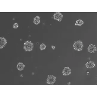 Ready-to-use 3D osteoblast spheroids at 24 hours after thawing