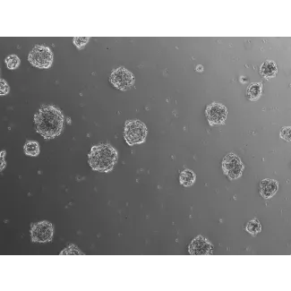 Ready-to-use 3D chondrocyte spheroids at 24 hours after thawing
