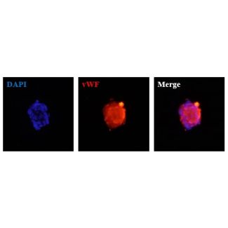 Human Hepatic Sinusoidal Endothelial Cell Spheroids express the endothelial cell marker von Willebrand factor (vWF). 