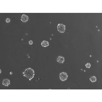 Ready-to-use 3D HSC spheroids at day 1 post thawing