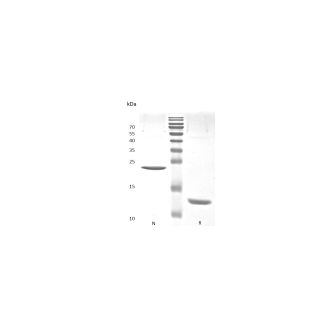 Recombinant Human Activin A