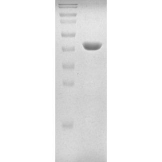 Recombinant Human Cereblon