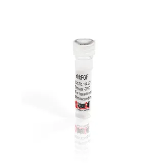 Recombinant Human Fibroblast Growth Factor-basic