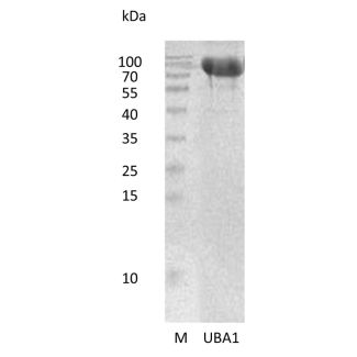 Recombinant Human Ubiquitin-like Modifier-activating Enzyme 1