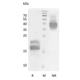 Recombinant Human Vascular Endothelial Growth Factor B
