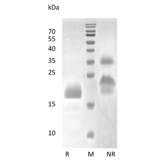 Recombinant Human Vascular Endothelial Growth Factor C