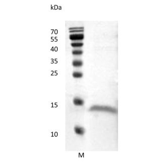 Recombinant Human Vascular Endothelial Growth Factor D