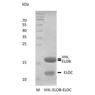 Recombinant Human von Hippel-Lindau Protein Complex 