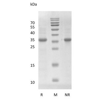 Recombinant Human Wnt-3a Protein, E. coli Derived