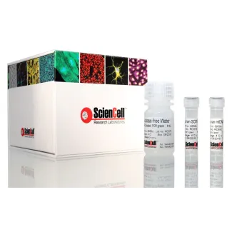 Relative Human Mitochondrial DNA Copy Number Quantification  qPCR Assay Kit