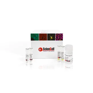 Relative Rat Mitochondrial DNA Copy Number Quantification qPCR Assay Kit