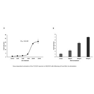 TCF/LEF Dual Reporter Vector