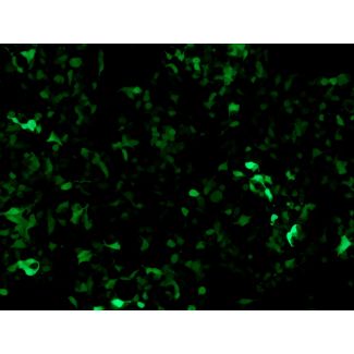 GFP expression in HEK293T cells transfected with the TCF/LEF GFP Reporter Vector after pathway activation (100x)
