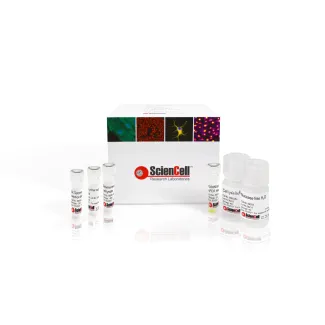 Telomerase Activity Quantification qPCR Assay Kit