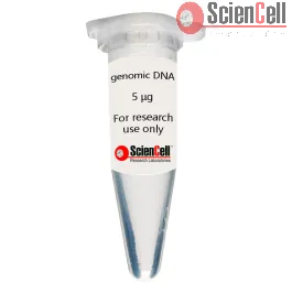 Human Choroid Plexus Epithelial Cell genomic DNA (HCPEpiCgDNA)