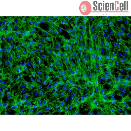 Nhdf Human Dermal Fibroblasts-neonatal (HDF-n )