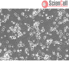 Mouse Neurons-cortical from C57BL/6