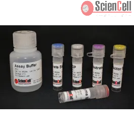 Pyruvate Kinase Assay (PK)