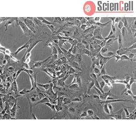 Mouse Meningeal Cells from C57BL/6 (MMC) | Sciencell Research...