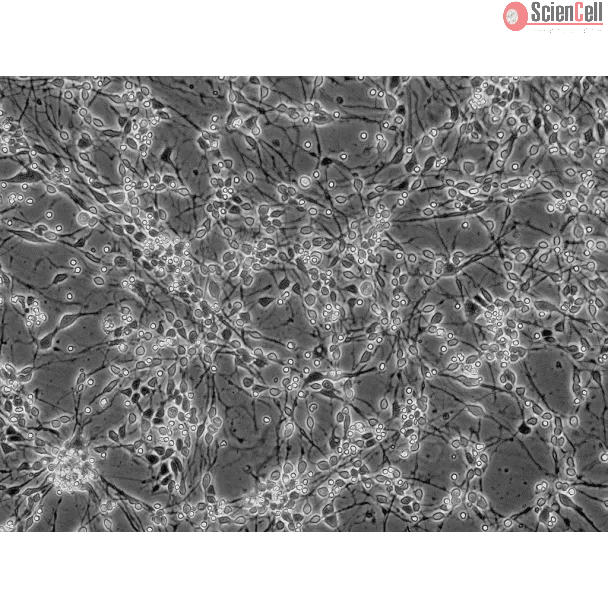 人中脑神经元（HN-mb）- 相差显微镜，200×
