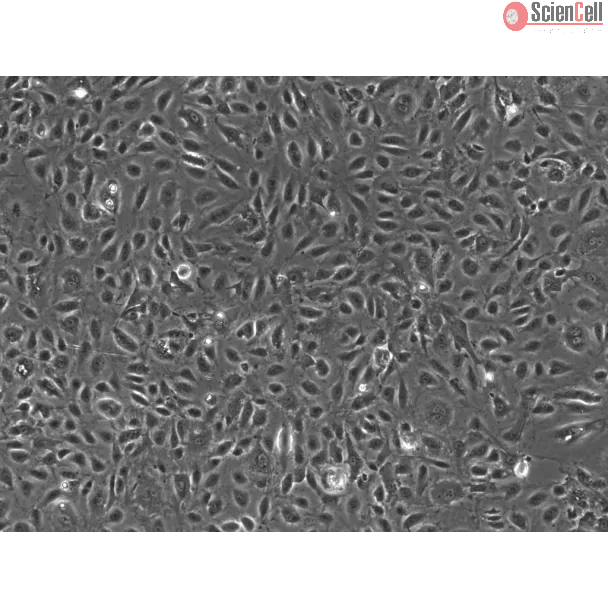 人睾丸内皮细胞（HTEC）- 相差显微镜，100×
