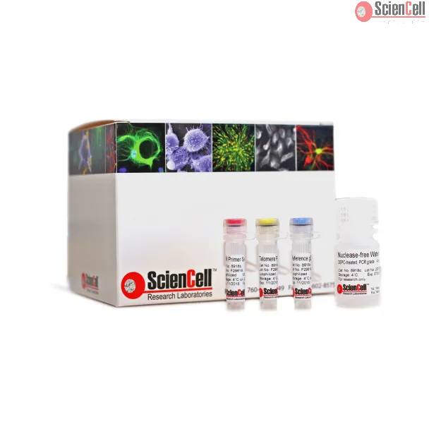 人端粒绝对长度定量 qPCR 检测试剂盒