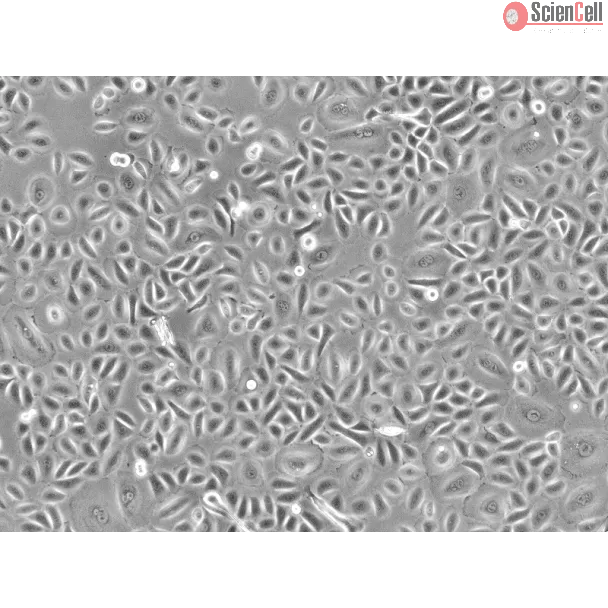 人结膜上皮细胞（HConEpiC）- 相差显微镜，100×
