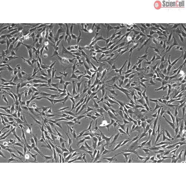 人肠系膜成纤维细胞（HMeF）- 相差显微镜图像，100×

