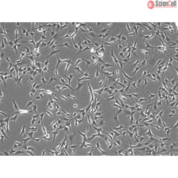 人虹膜成纤维细胞（HIrF）- 相差显微镜，100×
