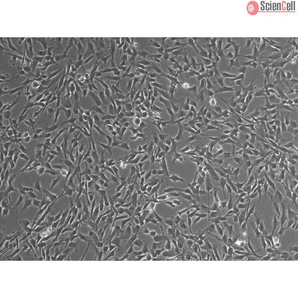 人软脑膜周细胞（HLP）– 相差显微镜，100×
