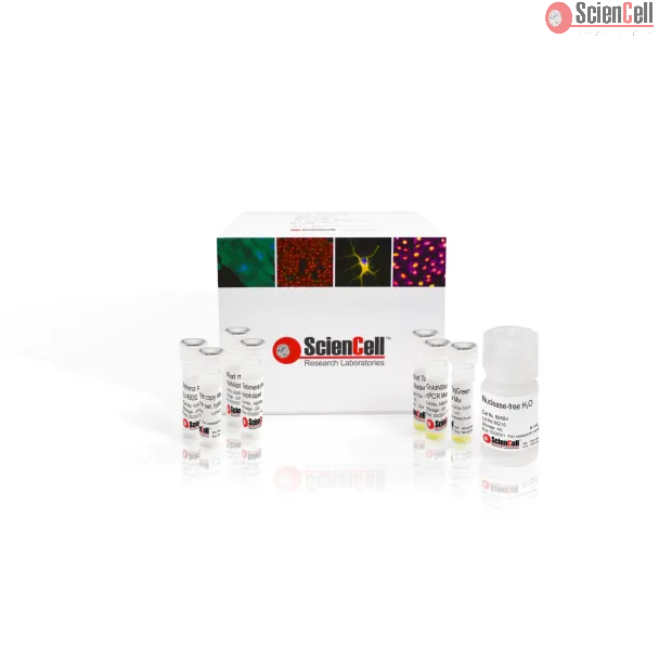 大鼠端粒长度与线粒体DNA拷贝数双重绝对定量 qPCR 检测试剂盒