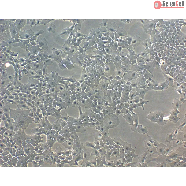 小鼠晶状体上皮细胞（MLEpiC）— 相差显微镜观察，100×。