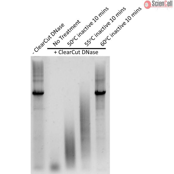 将2 μg双链DNA与不同处理条件的ClearCut DNase在37°C下孵育1小时。
