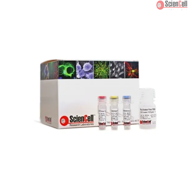 猪端粒绝对长度定量 qPCR 检测试剂盒