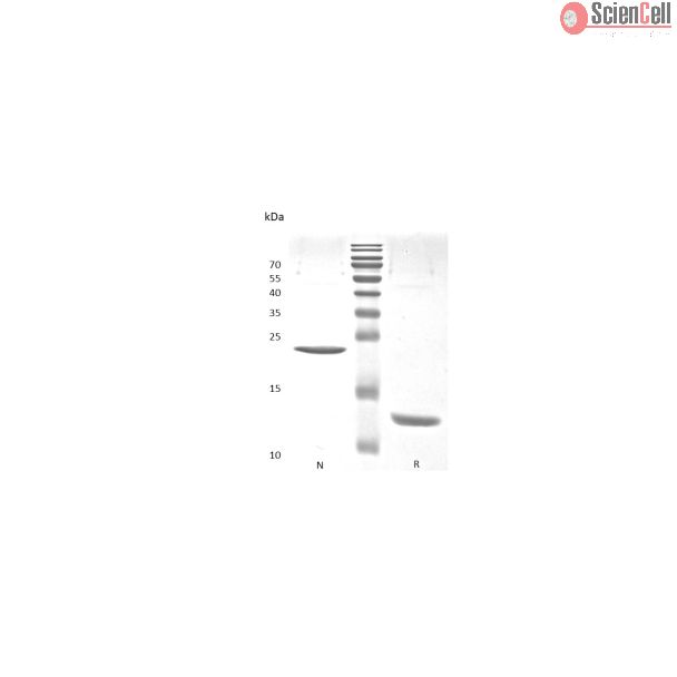 重组人激活素 A（Activin A）