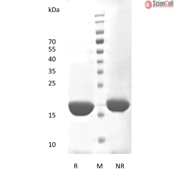 重组人白细胞介素-6