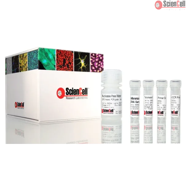 Absolute Human Telomere Length and Mitochondrial DNA Copy Number Dual Quantification qPCR Assay Kit
