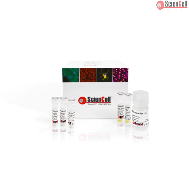 Absolute Mouse Mitochondrial DNA Copy Number Quantification qPCR Assay Kit