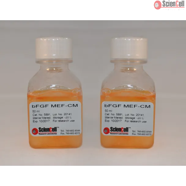 bFGF-Stimulated Mouse Embryonic Fibroblast Conditioned Medium
