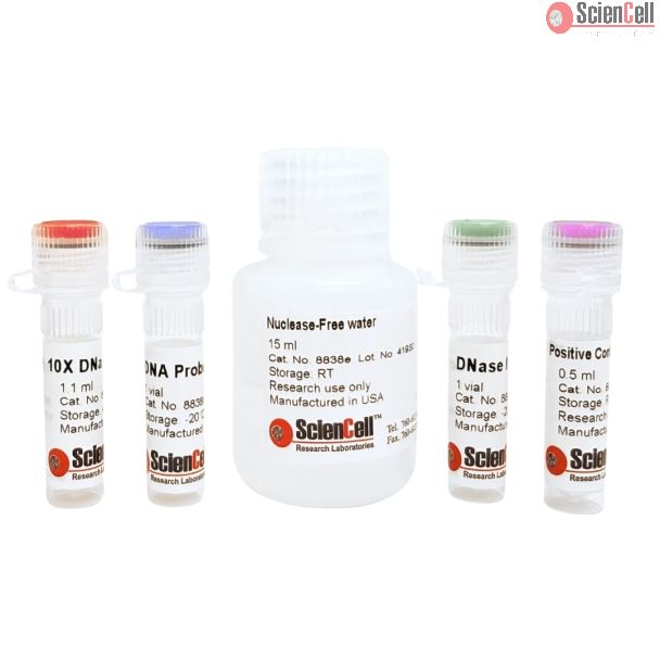 DNase 活性测定 – 荧光法