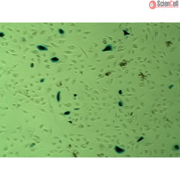 EpiFectagen II