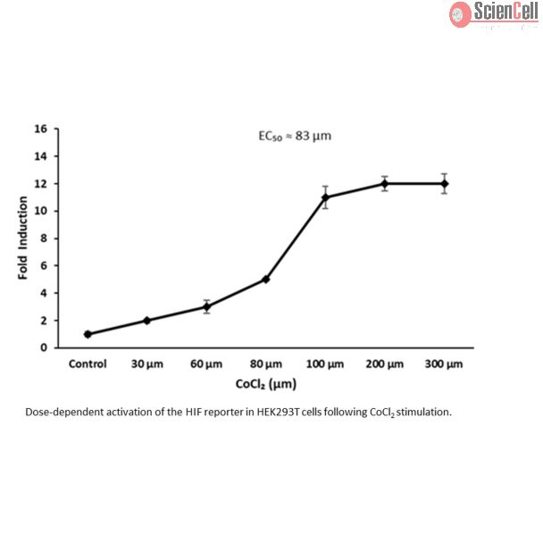 HRE 双重报告载体