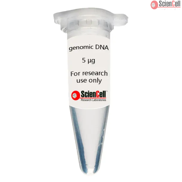  Human Brain Vascular Smooth Muscle Cell Genomic DNA