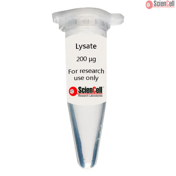 Human Colonic Smooth Muscle Cell Lysate