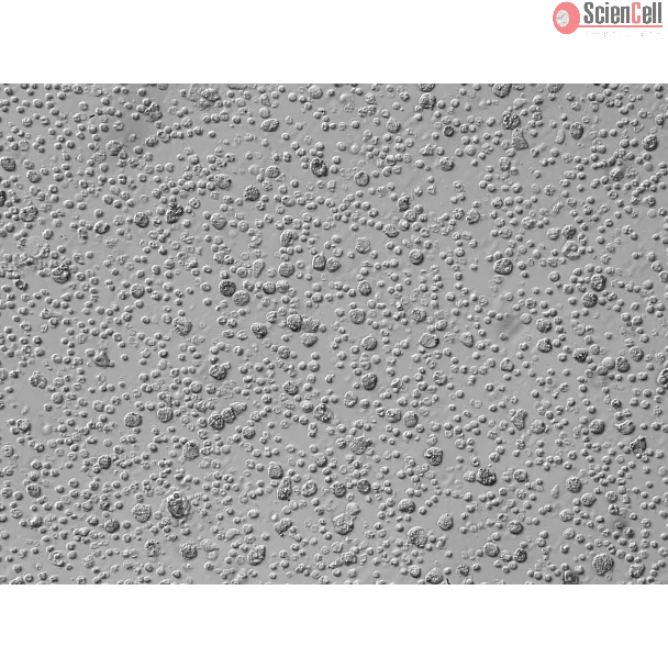 Human Liver Mononuclear Cells (HLMC) – Relief Contrast, 200x
