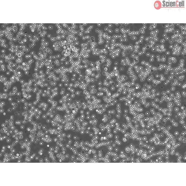 Human Lymphatic Mononuclear Cells (HLyMC) – Phase Contrast, 200x
