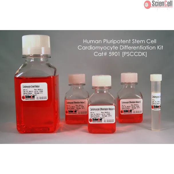  Human Pluripotent Stem Cell Cardiomyocyte Differentiation Kit, 50 ml